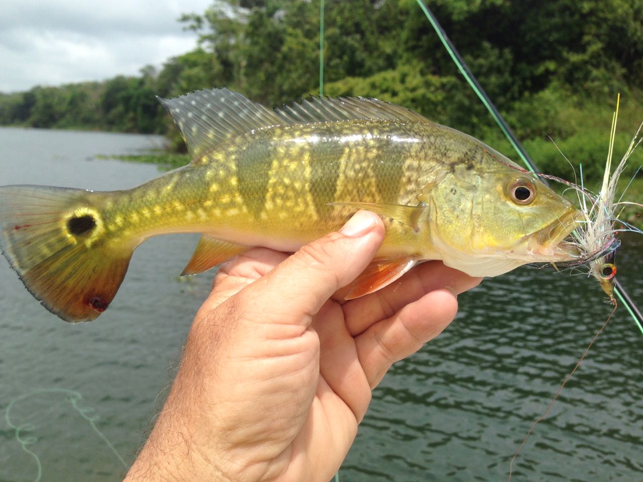 Photo Gallery - Lake Arenal Fishing